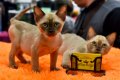 Котята породы Бурма Котята породы Бурма