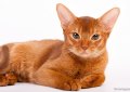 Абиссинская кошка окраса соррель Абиссинская кошка окраса соррель