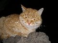 Кот3 Кот3