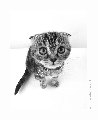 кот кот