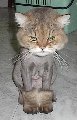 кот кот
