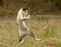 кот кот