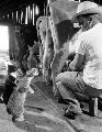 коты коты