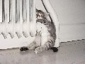 кот кот
