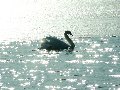 Февральский лебедь Февральский лебедь