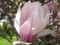 Magnolija Magnolija