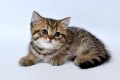 Шотландский котенок Шотландский котенок