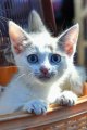 Котенок Котенок